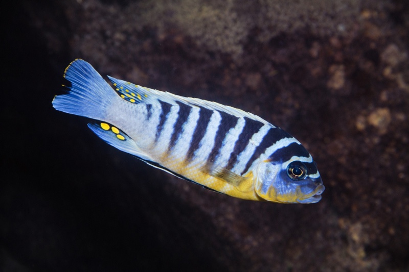 Maylandia zebra 'Nkhungu Reef'